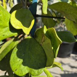 Heart Shape Hoya Plant 