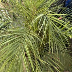 Palm 