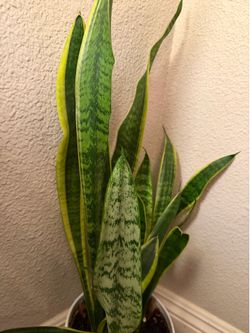 Snake plants
