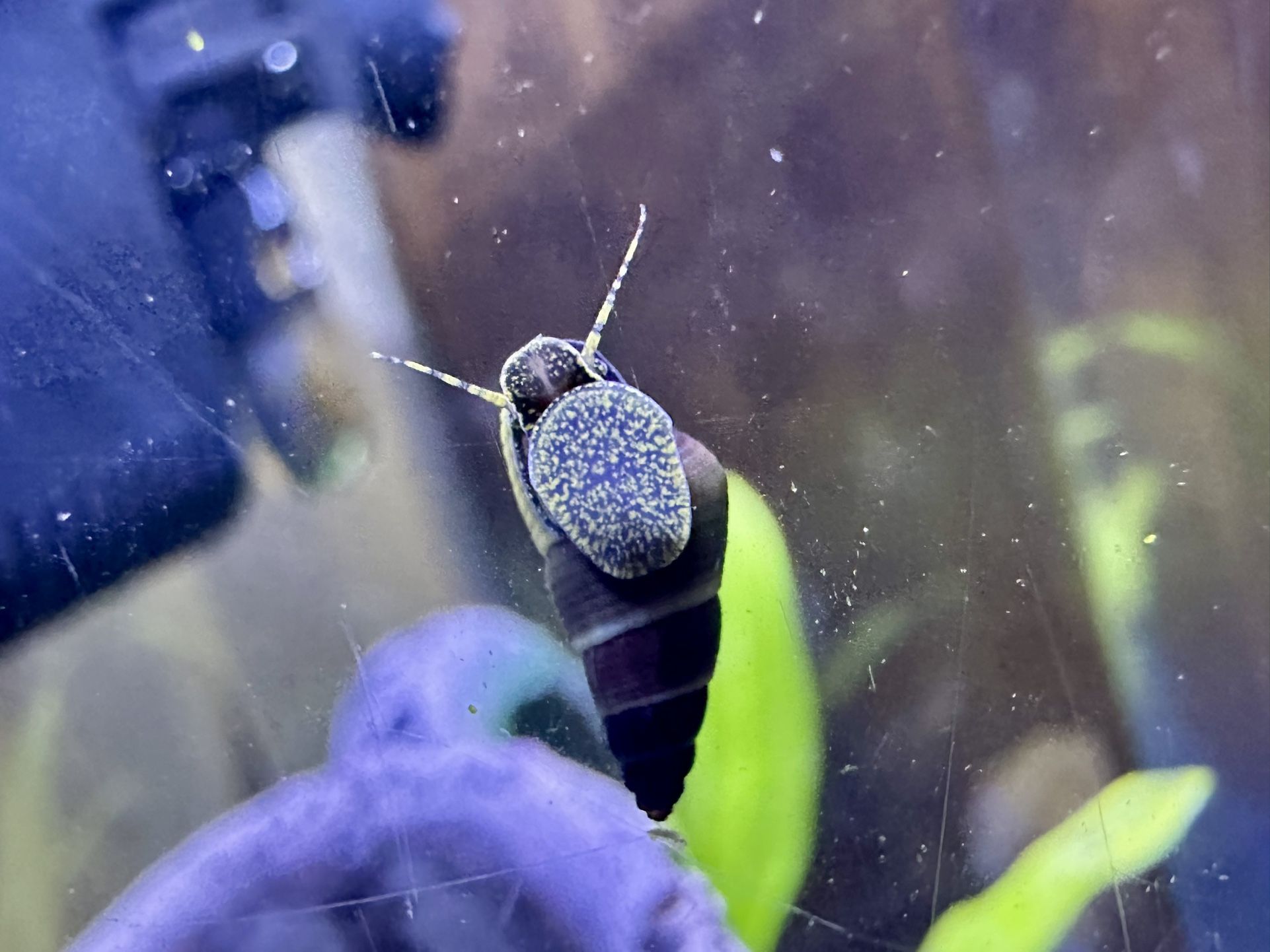 Healthy Baby Rabbit Snails For Fish Tank