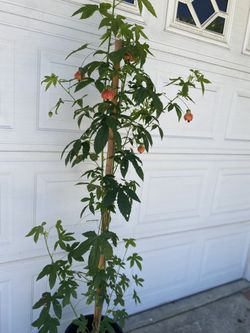 Japón ice Lantern Blooming Plant, 4 Feet Tall In 5 Gallóns Pot Pick Up only