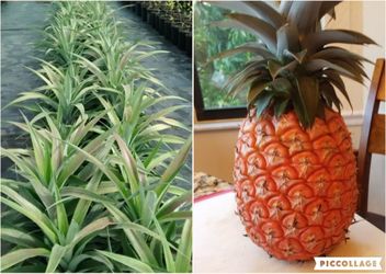 sugarloaf pineapple plants in 1gal