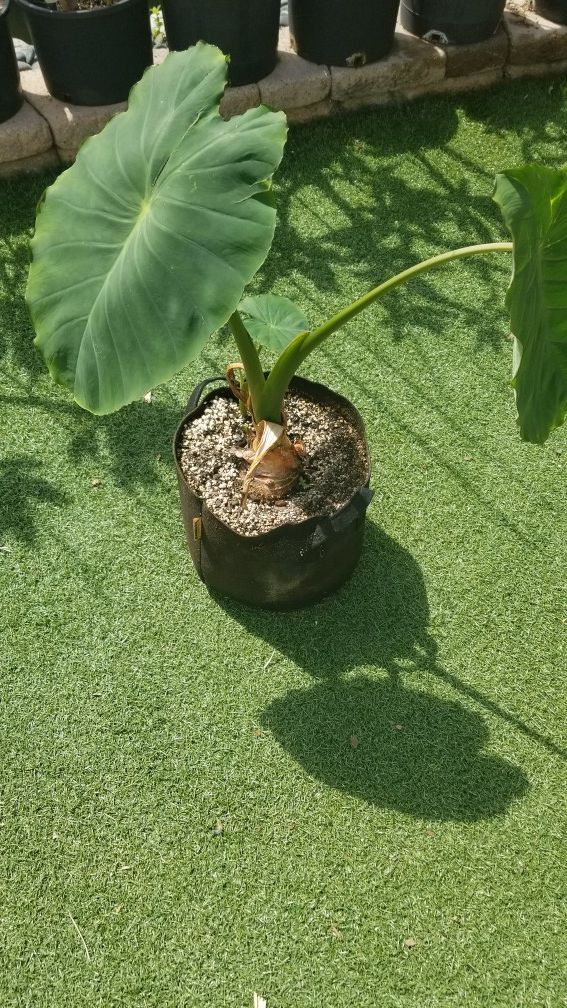 Edible TARO plant for Sale in San Diego, CA OfferUp