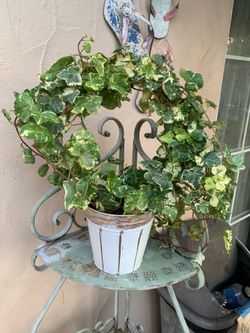 Beautiful ivy plant wreath