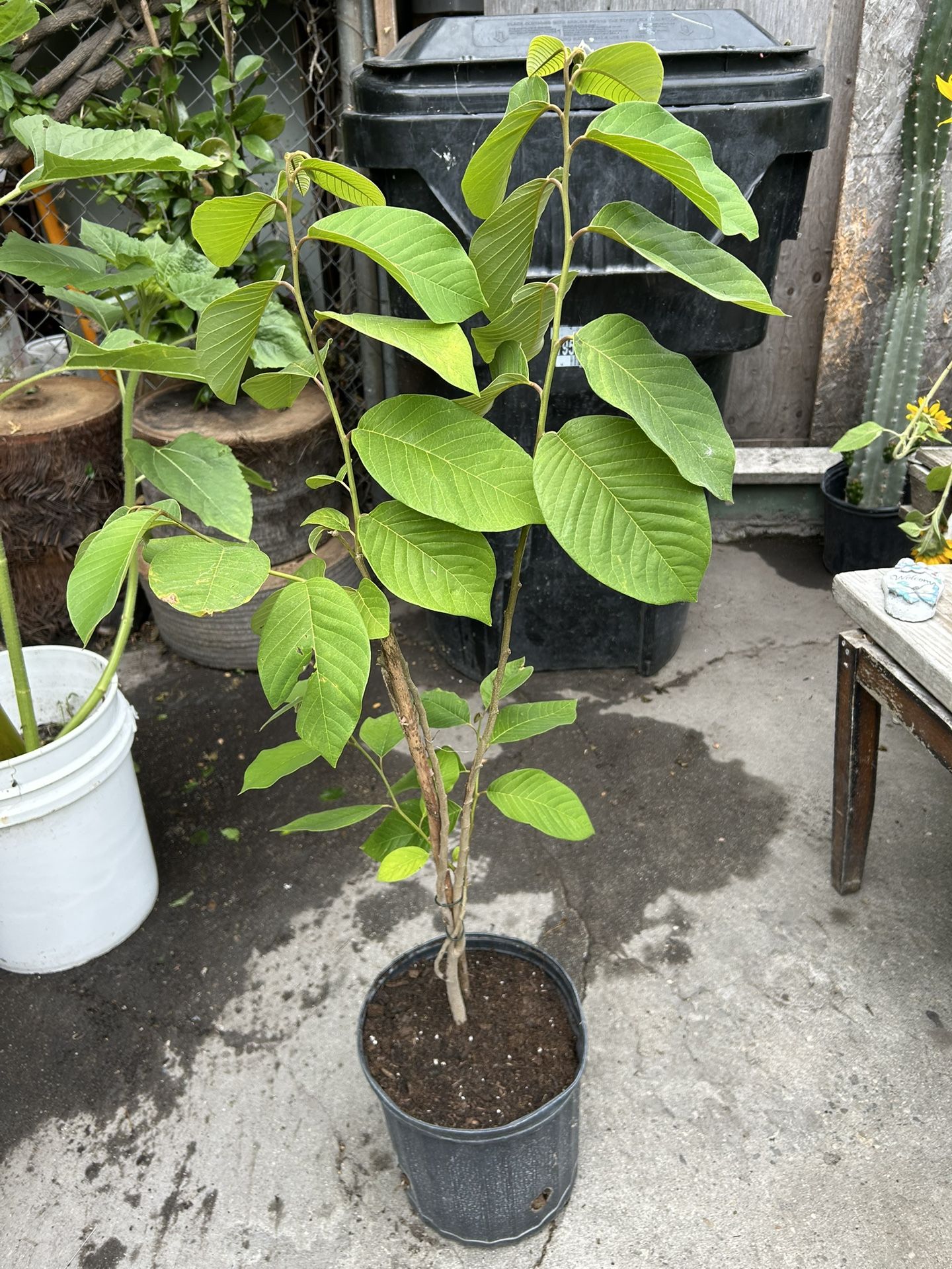Arbolito De Chirimoya