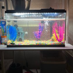 Fish Tank With Decor 