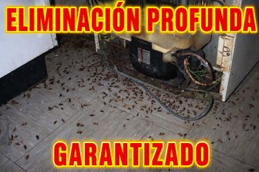 Miguelfumimatatodo Garantizado