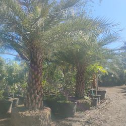 Sylvester Palm Trees 5' Ft. Of Trunk $1000🌴