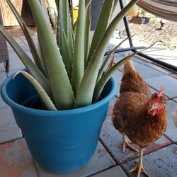 Plant For Outdoor, Aloe Vera