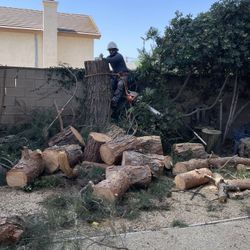 Tree Remove 
