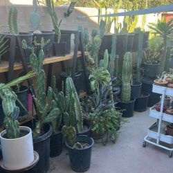 Cactuses