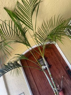 11ft Tall Potted Palm Plan in MASIVE Clay POT w/ Clay Drainage Tray