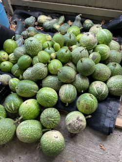 Chilacayote ruda en Woodburn