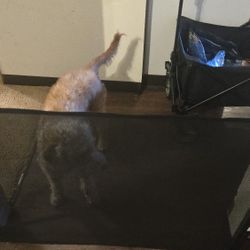 Roll Up Dog Gate