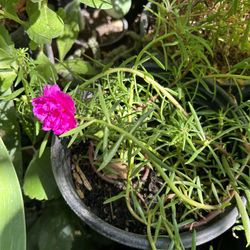 Planta