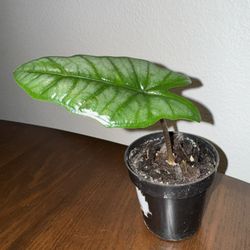 Alocasia ‘Dragon Breath’ - Plant Starter