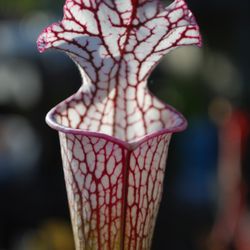 Carnivorous Plants Large Selection! Pitcher Plant Venus Flytrap Sundew