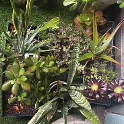 Succulents & Cactus