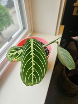 Maranta 'Lemon Lime' (Peach pot-B)
