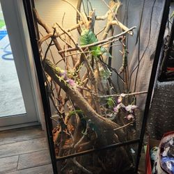 Panther Chameleon Cage