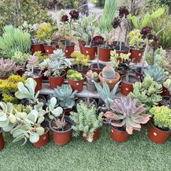 Variety Of Succulents Plants 