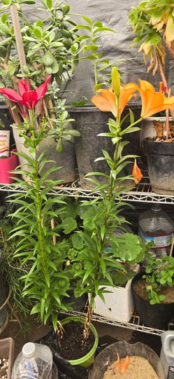Lily plant