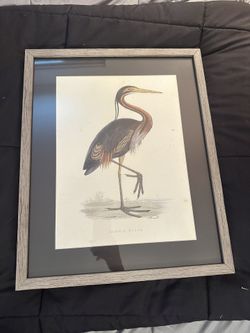Vintage Purple Heron Framed Print