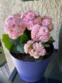 Flowering Plant - Pretty Pink Flowers
