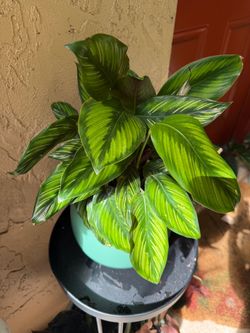 Calathea Beauty Star