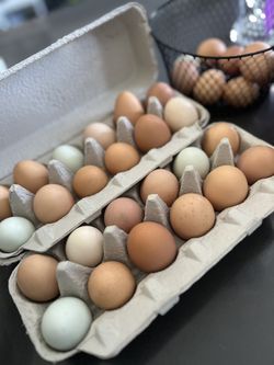 Organic Fresh Egg