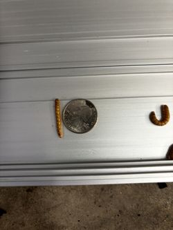 Mealworms