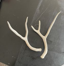 Buck antlers
