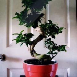 Beautiful Ginseng Bonsai 
