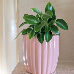 Healthy Beautiful Indoor Plant(Large Peperomia)