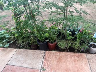 Aloe Vera Moss Rose Mixed Plants Collection
