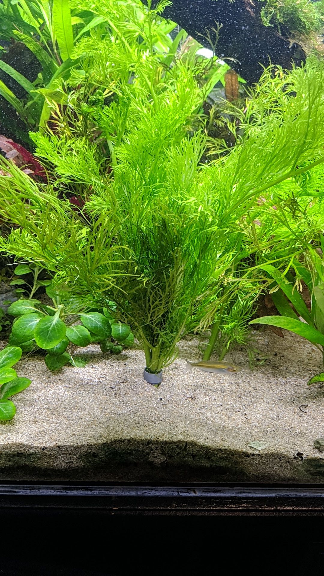 Large stem bunch water sprite