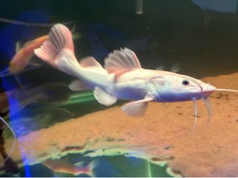 Fish tank decor