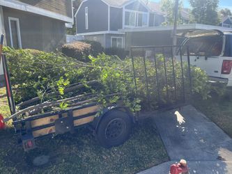 Yard Clean Up
