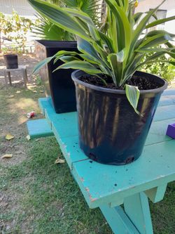 Dracaena Lemon Lime/ Dentro Y Fuera De Casa, Con Su Contenedor Para No Tirar Agua