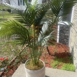 Artificial Plant 