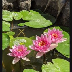 Water Lilly Plant $ 25 For Each Pot 