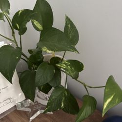 Pothos Plant