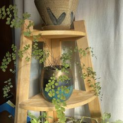 Collection Of Healthy Plants With Pots And Saucers 