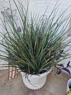 Red Yucca (Hesperaloe parviflora),