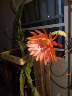 Dragon fruit plants