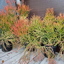 Fire Stick  Plants 10 " Pot $15 Each