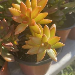 Succulents Plants 🪴 