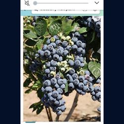 Emerald Blueberry Fully Grown Plant In 2 Gallon Pot