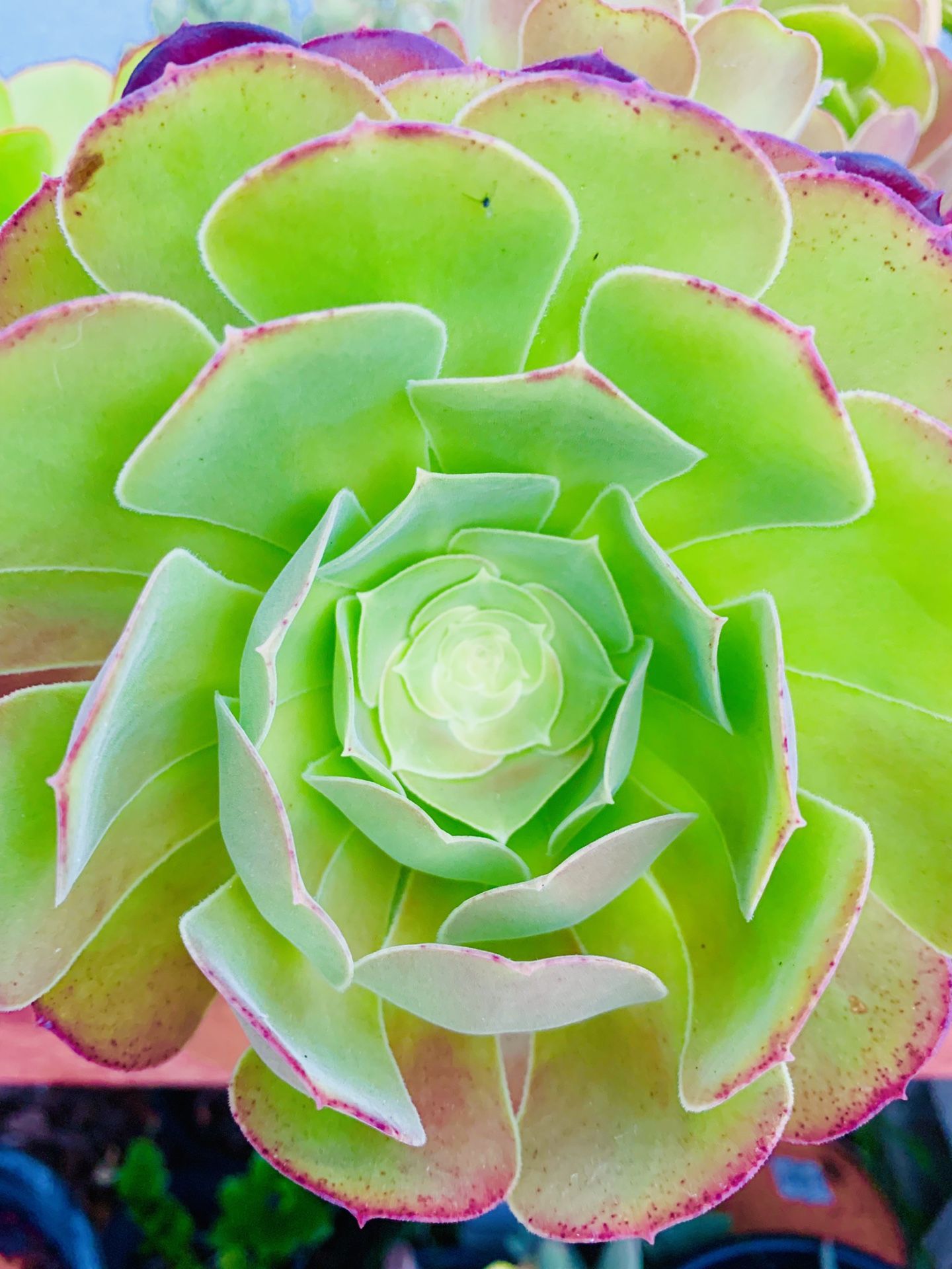 Succulents in a terra-cotta Pot / Healthy Plants 🌵