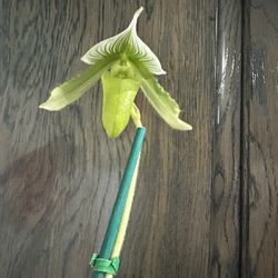 Paphiopedilum Makuli Curtissii X Maudiae Napa Valley